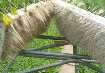 Russel-Young