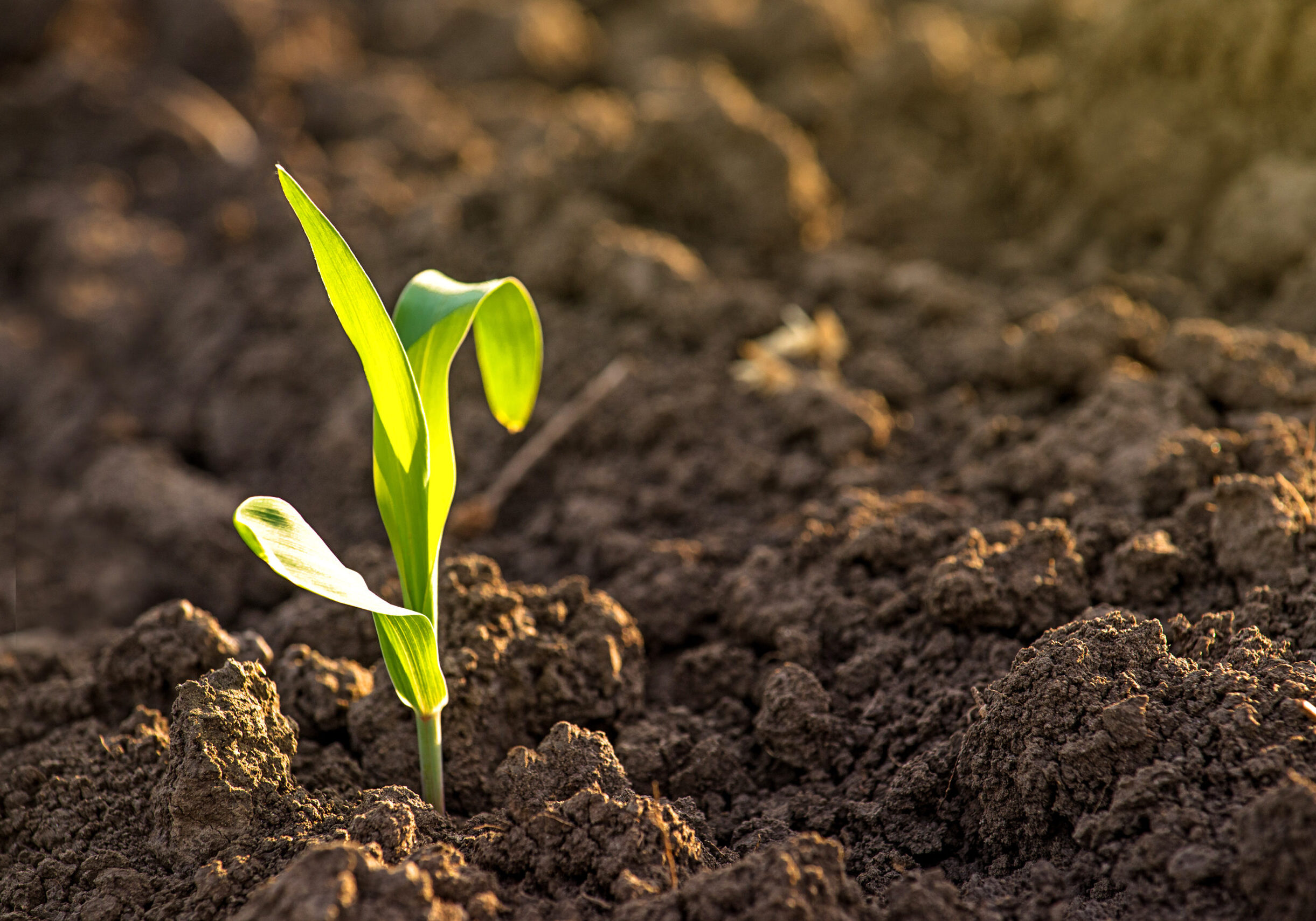 Humic Acid